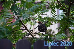 Read more about the article Kalendarz lipiec 2020